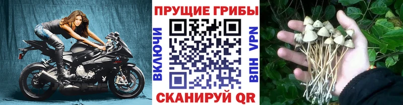 где купить   Ноябрьск  Галлюциногенные грибы мухоморы 